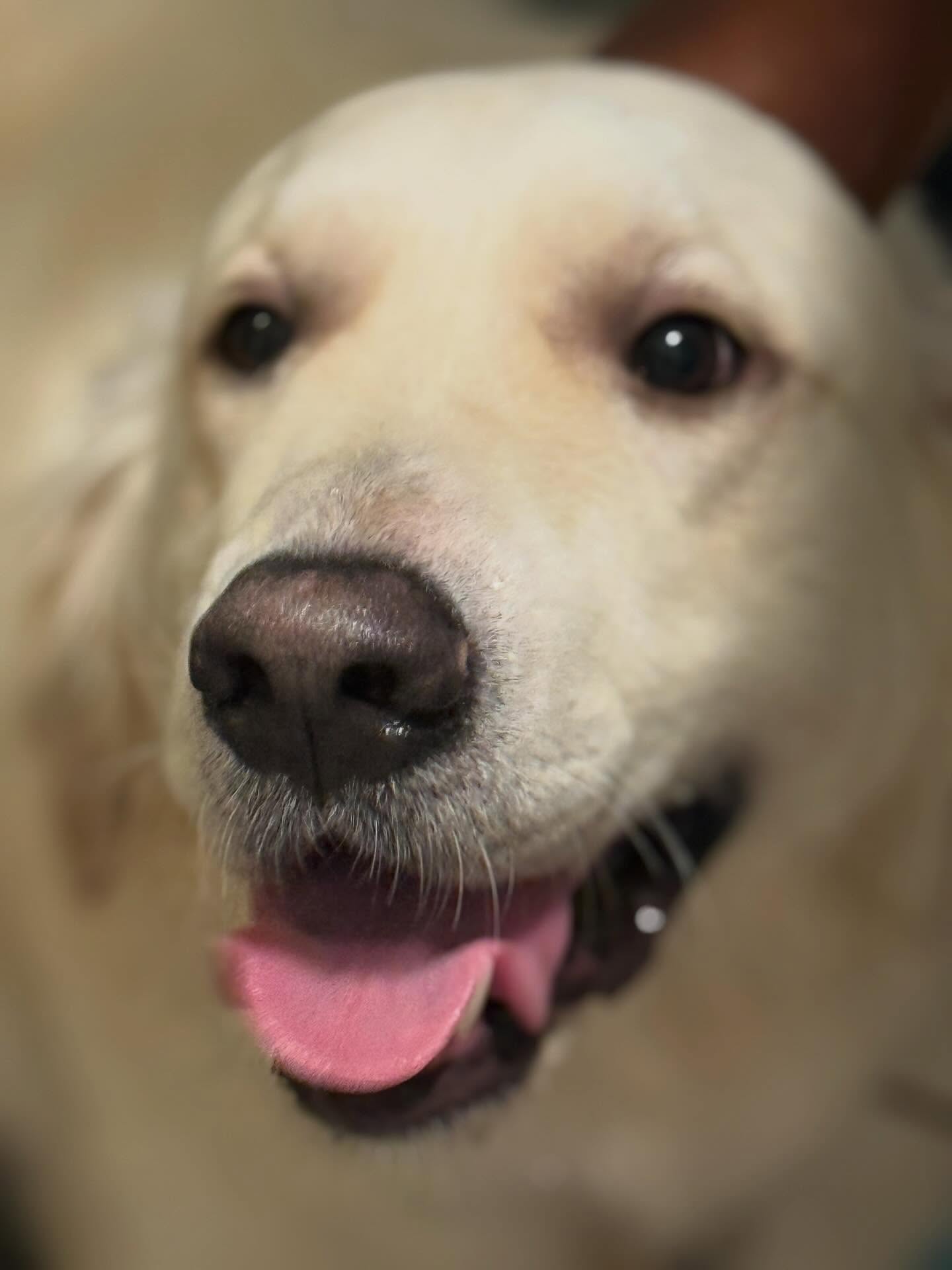 Dog 1